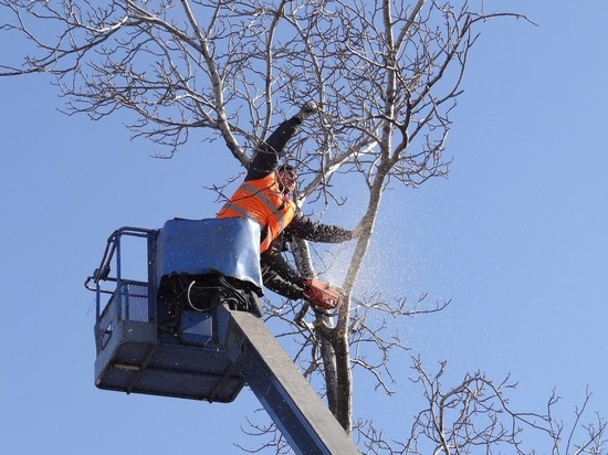 «Озеленители» постарались: в Барнауле за полтора года спилили и обрезали почти 1800 деревьев
