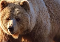 Медведь зашел «в гости» к жителям города Чулым в Новосибирской области