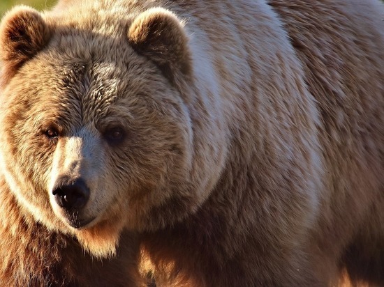 Медведь напугал жителей Чулыма в Новосибирской области