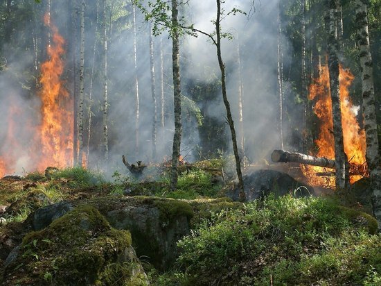 Касимов заволокло дымом из-за лесного пожара в Мордовии