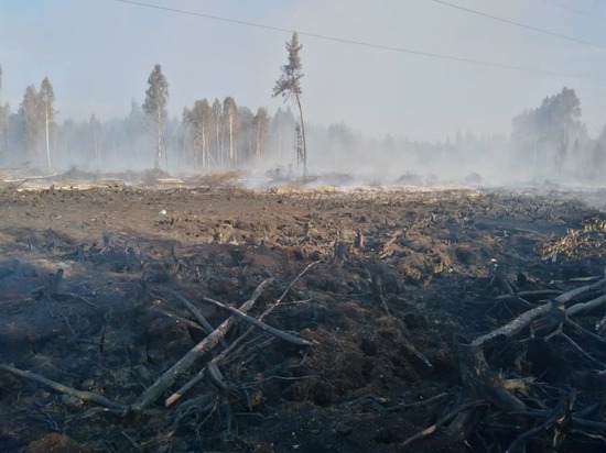 Открытое горение в лесах Марий Эл ликвидировано