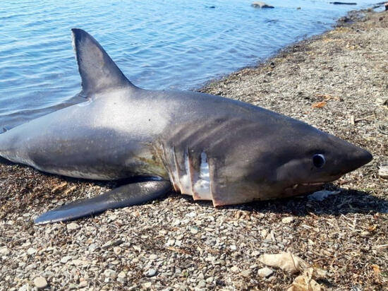 В Хабаровском крае вспомнили о засолке акул