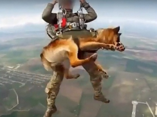 В Иванове разработали парашют для собак
