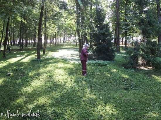 В Смоленске каждый день стригут газоны и косят траву на зеленых зонах