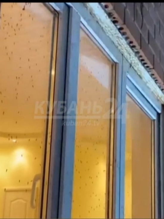 После наводнений города Кубани атаковали полчища комаров