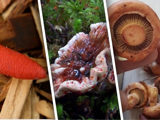 Розовые, кровоточащие, устричные: какие необычные грибы нашли за лето жители Новосибирска