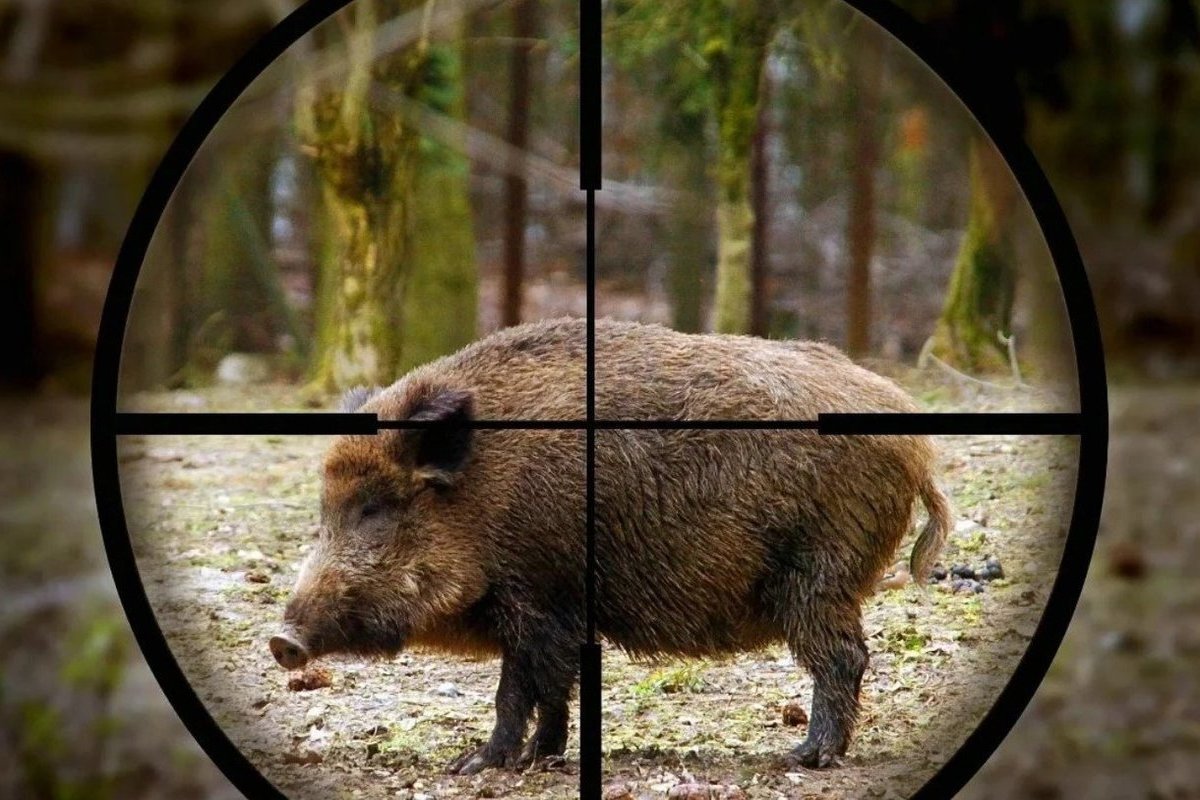Костромским охотникам в этом сезоне разрешили отстрелить кабанов больше, чем обычно