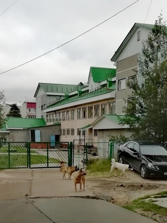Стая бездомных собак возле детсада напугала жителей Ноябрьска