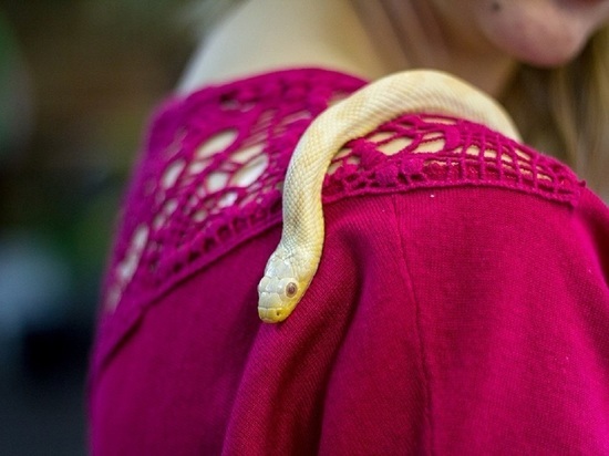 Девочку укусила змея в «Парке бабочек» в Екатеринбурге