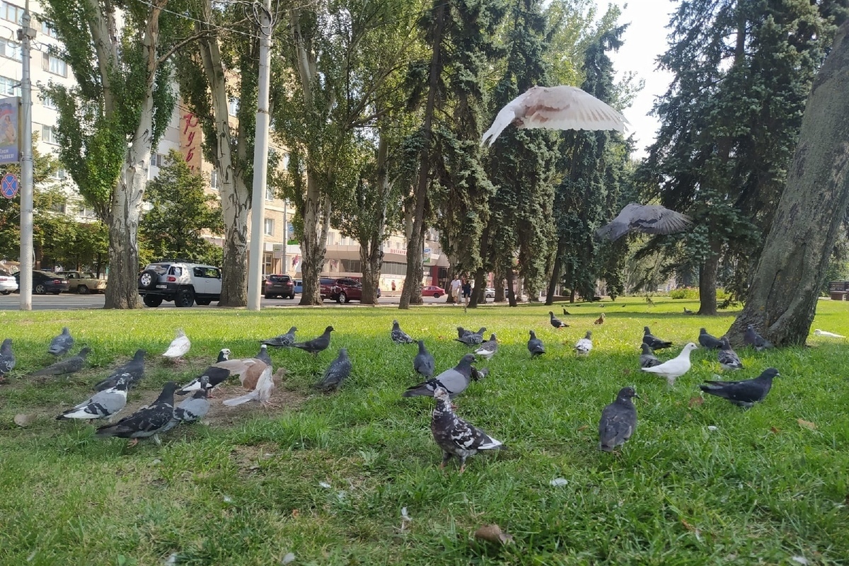 Погода донецке на 10 дней днр синоптик. Синоптик Донецк.