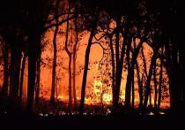 В Башкирии продолжают действовать три лесных пожара