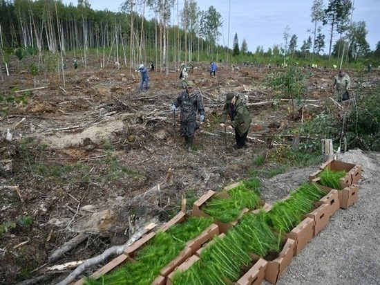Карелия присоединилась к всероссийской акции "Сохраним лес"