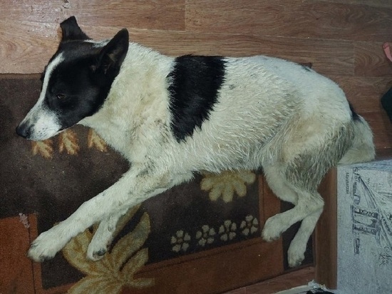 Уголовное дело не будут возбуждать по сброшенной с 4 этажа собаке в Чите