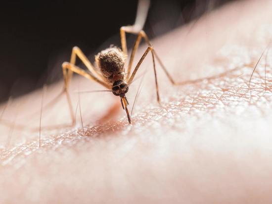 В России могут размножиться комары – переносчики лихорадки Западного Нила