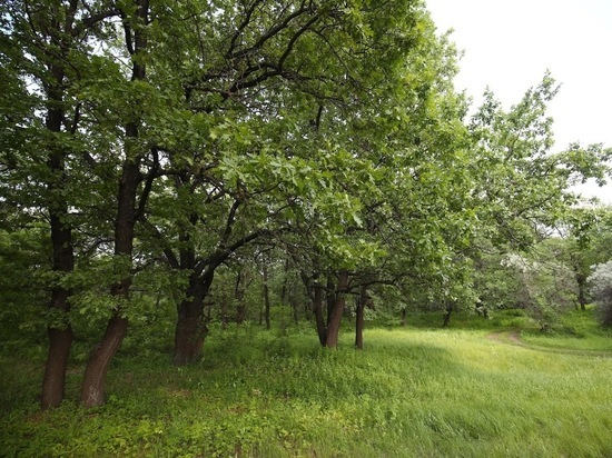В Волгоградской области до 20 сентября запрещено посещать леса