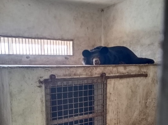 Гималайская медведица устроила переполох в белгородском зоопарке
