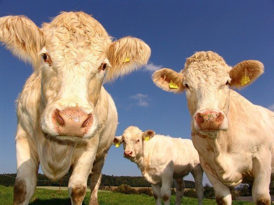 Чиновника осудят за выдачу фальшивых справок на вывоз скота под Новосибирском