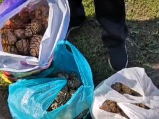 Кедровые шишки созрели в лесах Новосибирской области