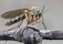 Комары-переносчики лихорадки Западного Нила могут появиться в России