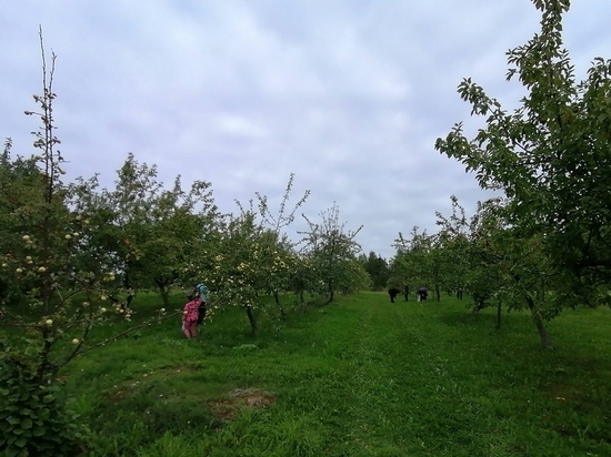 В Ботанический сад Петрозаводска зовут собирать яблоки