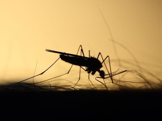 Названы способы защиты от комаров-переносчиков лихорадки Западного Нила