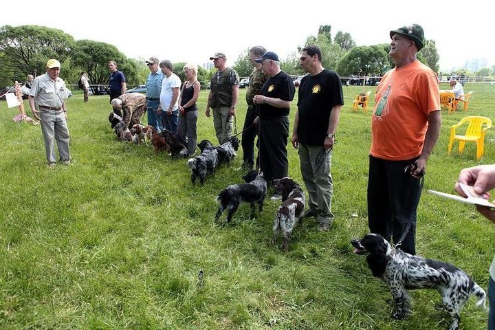 В эту субботу в Костроме состоится выставка собак охотничьих пород