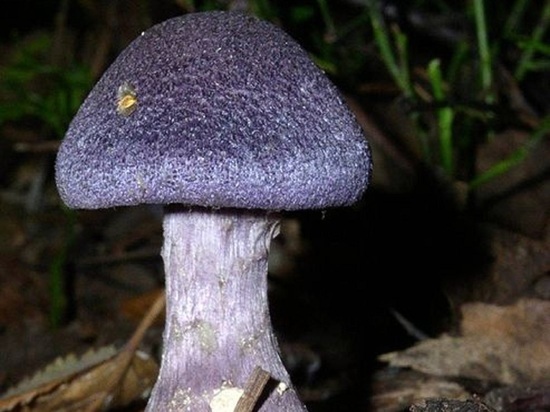 Редкий фиолетовый гриб нашли в лесах Новосибирской области