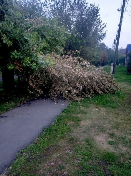 В наукограде после жалоб в соцсетях убрали с тротуара упавшее дерево