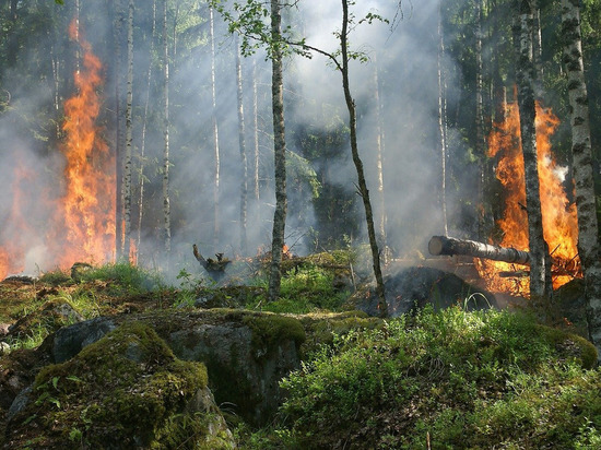Пожар в заповеднике "Донецкий Кряж" уничтожил 90 га леса