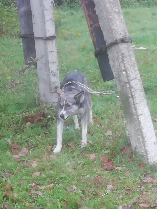 В Тверской области собаку привязали к столбу и бросили