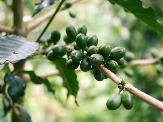 Почти 40 тонн зелёного кофе из Восточной Африки не пропустили через псковскую границу