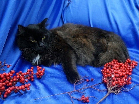 Виновные в трагедии в приюте для кошек в Оренбурге до сих пор не найдены