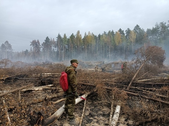 В Марий Эл специалисты выясняют причину возникновения лесного пожара