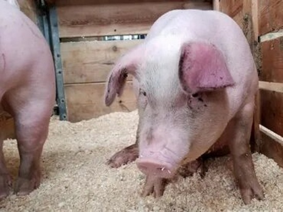 В Ярославской области снимают карантин по свиной чуме