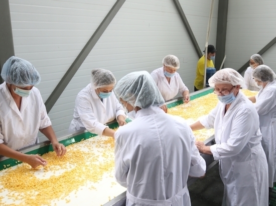 Новая линия по производству кукурузы в Краснодаре способна перерабатывать 180 тонн сырья в сутки