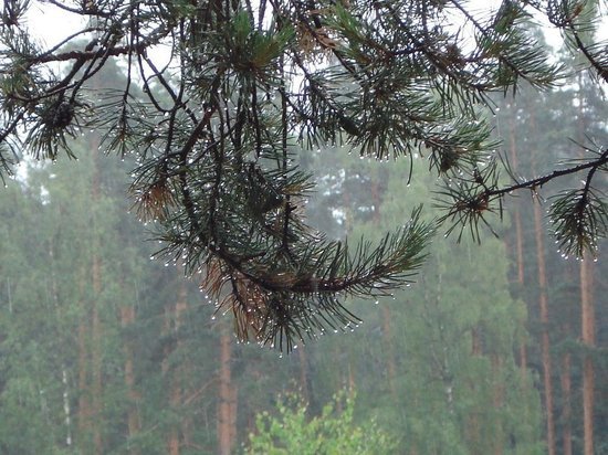 10 пожаров потушили в лесах Иркутской области за сутки