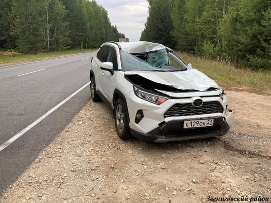 На дорогах Звениговского района пострадали две женщины и погиб лось