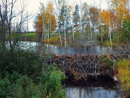 Кемеровские спасатели ликвидировали опасные бобровые плотины