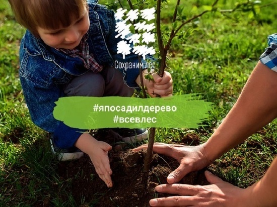 В Мурманской области готовятся к проведению акции «Сохраним лес»