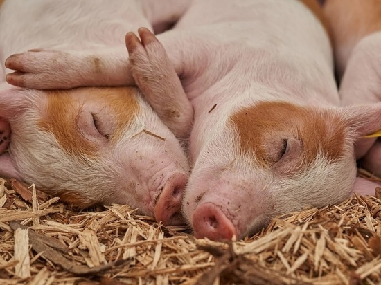 В Калужской области карантин по чуме свиней сохраняется в 11 очагах