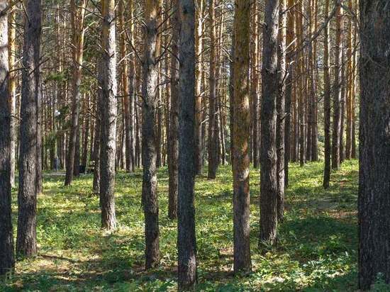 Заельцовский парк в Новосибирске благоустроили более чем на 70%