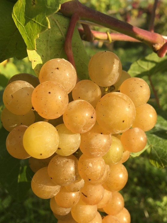 В Смоленске мемориальные доски установят в честь виноградаря и банкира