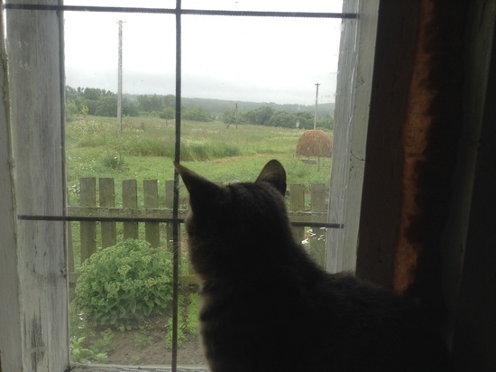 Смоленск ждет дождливая и ветреная пятница