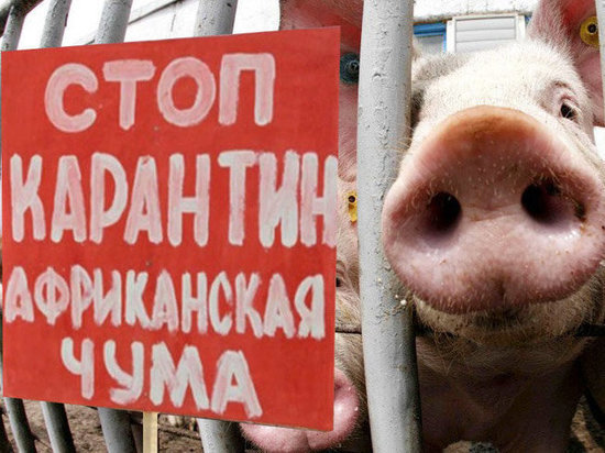 В Костромской области обнаружен еще один очаг африканской чумы свиней