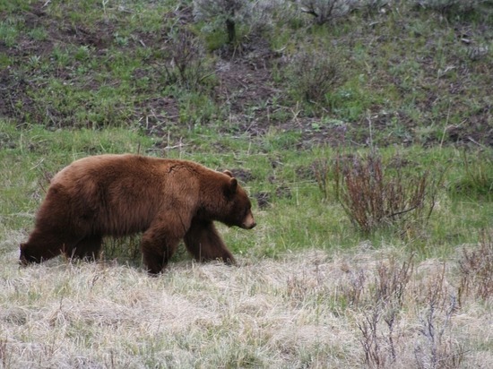 Медведицу с медвежонком увидели у своих домов селяне под Новосибирском