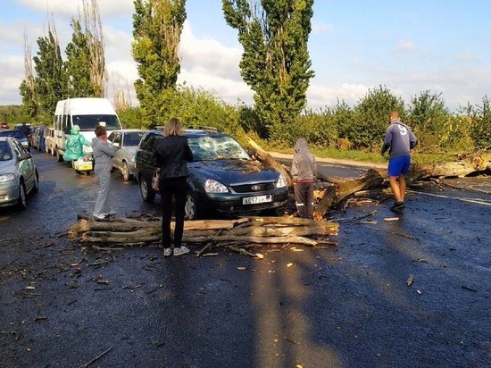 Сухое дерево упало на автомобиль возле КПП «Успенка»: ВИДЕО