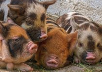 В селах Менза и Укыр Красночикойского района вновь разрешили разводить свиней после прошлогодней эпидемии африканской чумы свиней (АЧС)