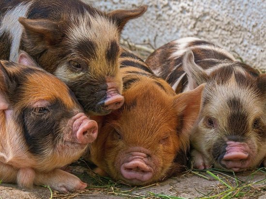 В двух селах Забайкалья разрешили разводить свиней после эпидемии АЧС