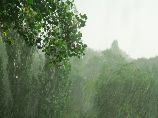 В Брянской области 4 сентября ожидаются дожди и ветер
