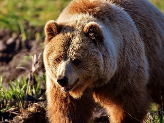  Медведь вышел к больнице в селе Сахапта Красноярского края